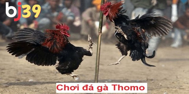 Có nhiều kèo cược trong đá gà Thomo hiện nay